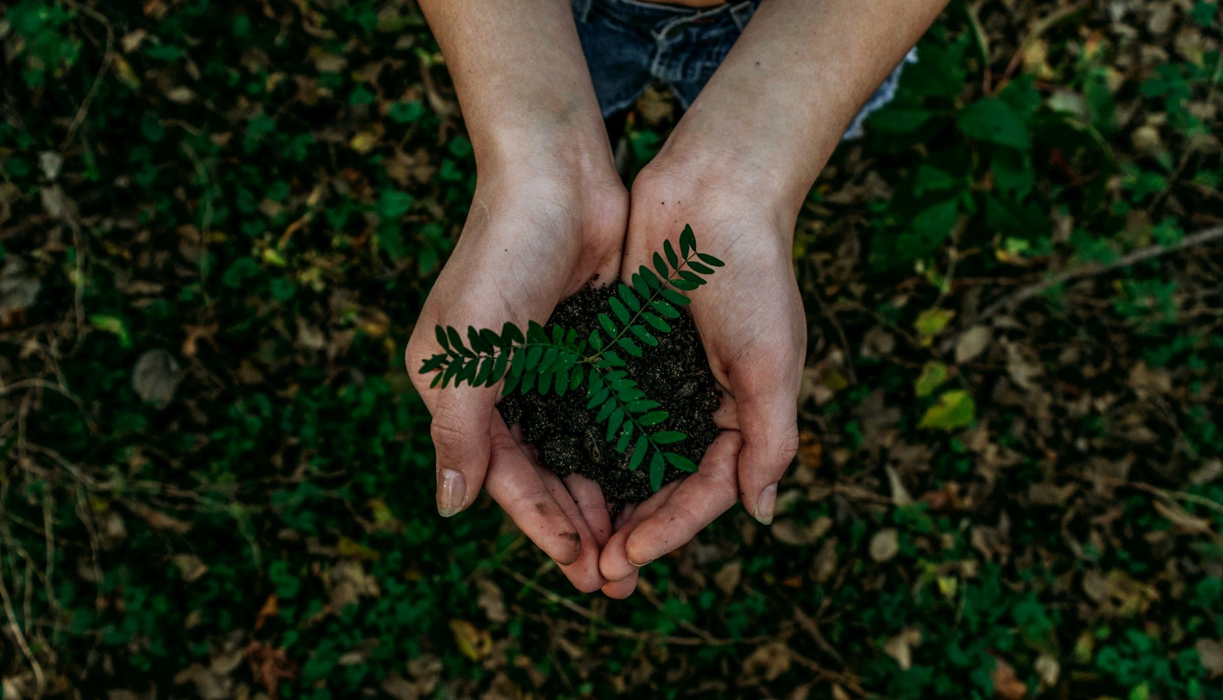 AI Search and Sustainability: How Green Brands Get Recommended
